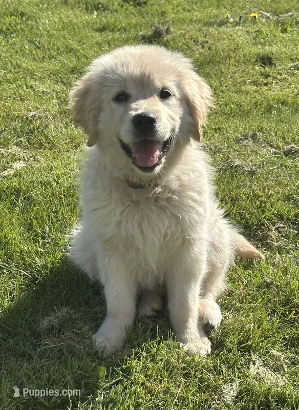 Joy (Pink) – Golden Retriever puppy for sale in Auburn, WA