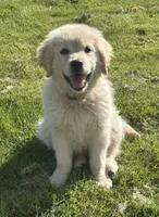 Joy (Pink), a female Golden Retriever for sale in Auburn, WA – Photo 1 of 6