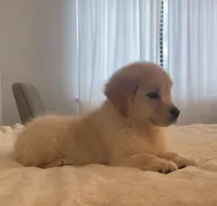 Joy (Pink), a female Golden Retriever for sale in Auburn, WA – Photo 2 of 3