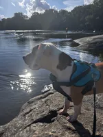 Chance, a male American Bully for sale in Columbia, SC – 2 of 3