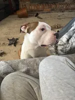 Chance, a male American Bully for sale in Columbia, SC – 3 of 3