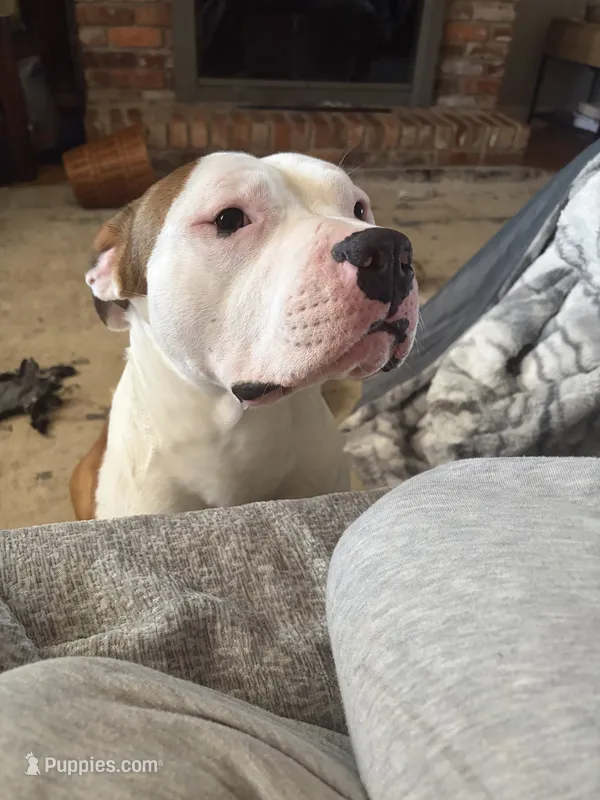 Chance – American Bully puppy for sale in Columbia, SC