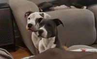 Lola, a female American Staffordshire Terrier for sale in Columbia, SC – 2 of 4