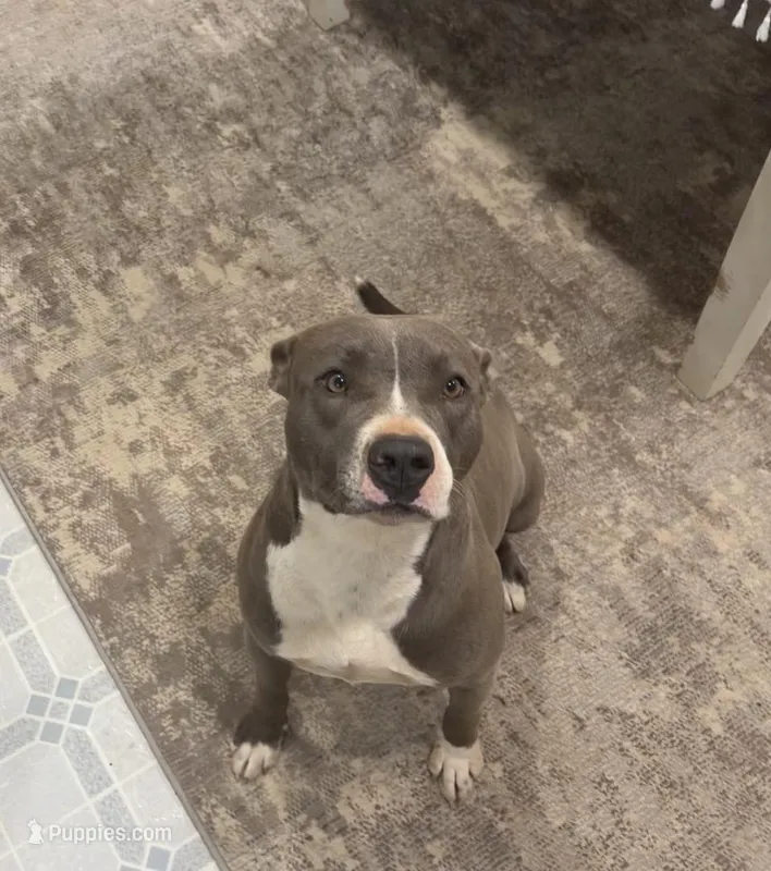 Lola – American Staffordshire Terrier puppy for sale in Columbia, SC