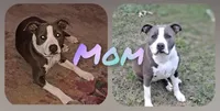 Lola, a female American Staffordshire Terrier for sale in Columbia, SC – 4 of 4