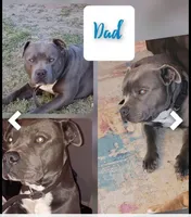 Lola, a female American Staffordshire Terrier for sale in Columbia, SC – 3 of 4