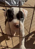 Peppa, a female American Staffordshire Terrier for sale in Columbia, SC – 3 of 6