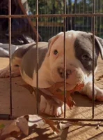 Peppa, a female American Staffordshire Terrier for sale in Columbia, SC – 5 of 6