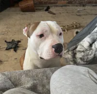 Peppa, a female American Staffordshire Terrier for sale in Columbia, SC – 4 of 6
