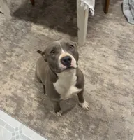 Peppa, a female American Staffordshire Terrier for sale in Columbia, SC – 6 of 6