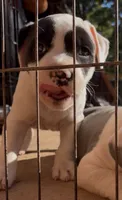 Peppa, a female American Staffordshire Terrier for sale in Columbia, SC – 2 of 6