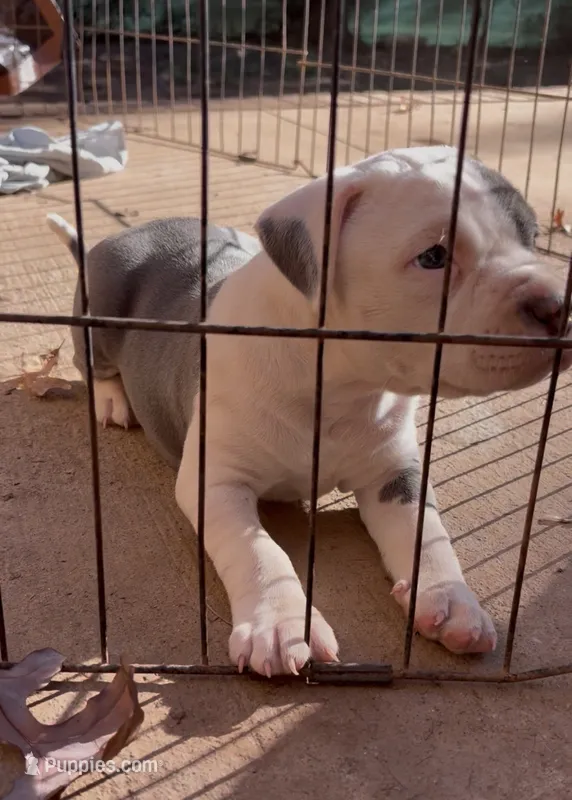 Peppa, a female American Staffordshire Terrier for sale in Columbia, SC – 1 of 6