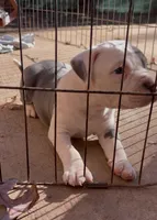 Peppa, a female American Staffordshire Terrier for sale in Columbia, SC – 1 of 6