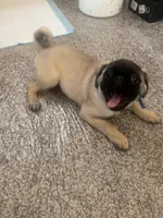 Frank, a male Pekingese and Pug for sale in Sacramento, CA – Photo 2 of 3