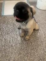 Frank, a male Pekingese and Pug for sale in Sacramento, CA – Photo 3 of 3