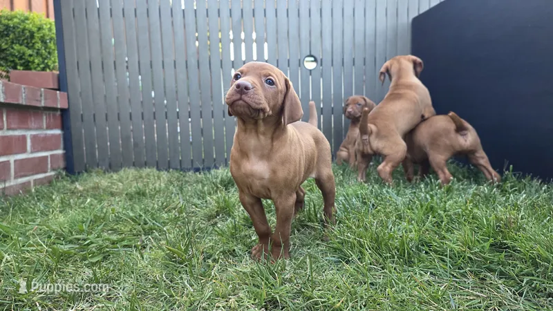 Ginger – Vizsla puppy for sale in Orangevale, CA
