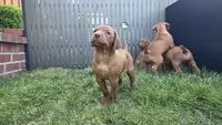 Ginger, a female Vizsla for sale in Orangevale, CA – 1 of 5