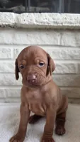 Female Vizla, a female Vizsla for sale in Orangevale, CA – 7 of 8