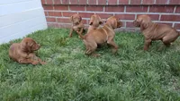 Ginger, a female Vizsla for sale in Orangevale, CA – 5 of 5