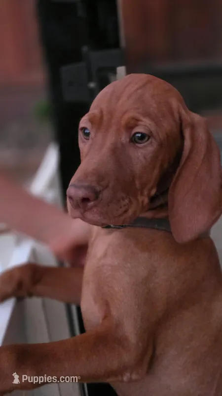 Hazel – Vizsla puppy for sale in Orangevale, CA