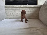 Female Vizla, a female Vizsla for sale in Orangevale, CA – 6 of 8