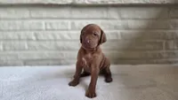 Male Vizla, a male Vizsla for sale in Orangevale, CA – 6 of 8