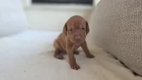 Male Vizla, a male Vizsla for sale in Orangevale, CA – 4 of 8