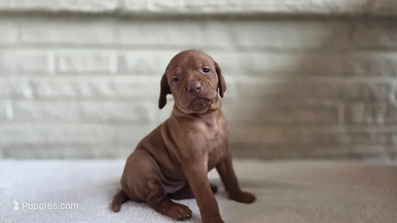 Male Vizla – Vizsla puppy for sale in Orangevale, CA