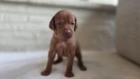 Male Vizla, a male Vizsla for sale in Orangevale, CA – 3 of 8