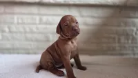 Male Vizla, a male Vizsla for sale in Orangevale, CA – 7 of 8