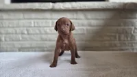 Male Vizla, a male Vizsla for sale in Orangevale, CA – 8 of 8