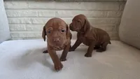 Male Vizla, a male Vizsla for sale in Orangevale, CA – 2 of 8