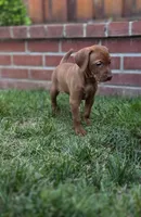 Ginger, a female Vizsla for sale in Orangevale, CA – 2 of 5