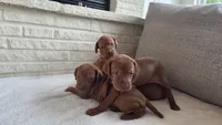 Female Vizla, a female Vizsla for sale in Orangevale, CA – 2 of 8