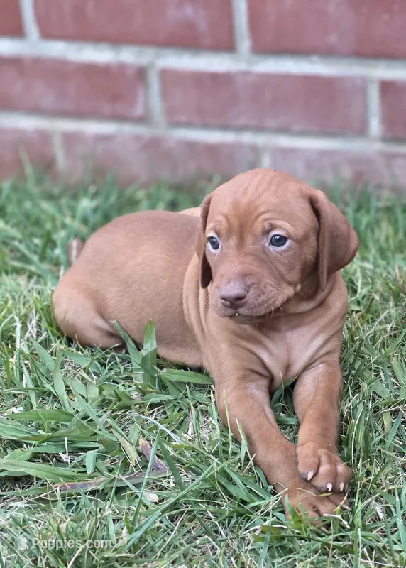 Ginger – Vizsla puppy for sale in Orangevale, CA