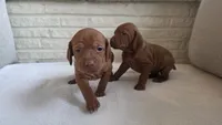 Female Vizla, a female Vizsla for sale in Orangevale, CA – 3 of 8