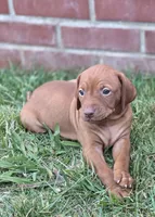 Mocha, a male Vizsla for sale in Orangevale, CA – 2 of 4