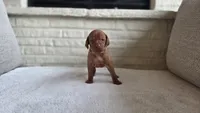 Female Vizla, a female Vizsla for sale in Orangevale, CA – 8 of 8