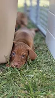 Ginger, a female Vizsla for sale in Orangevale, CA – 5 of 5
