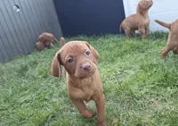 Ginger, a female Vizsla for sale in Orangevale, CA – 4 of 5