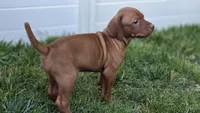 Ginger, a female Vizsla for sale in Orangevale, CA – 4 of 5