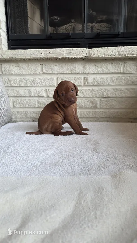 Female Vizla – Vizsla puppy for sale in Orangevale, CA