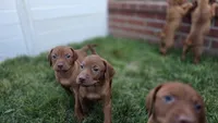 Mocha, a male Vizsla for sale in Orangevale, CA – 4 of 4