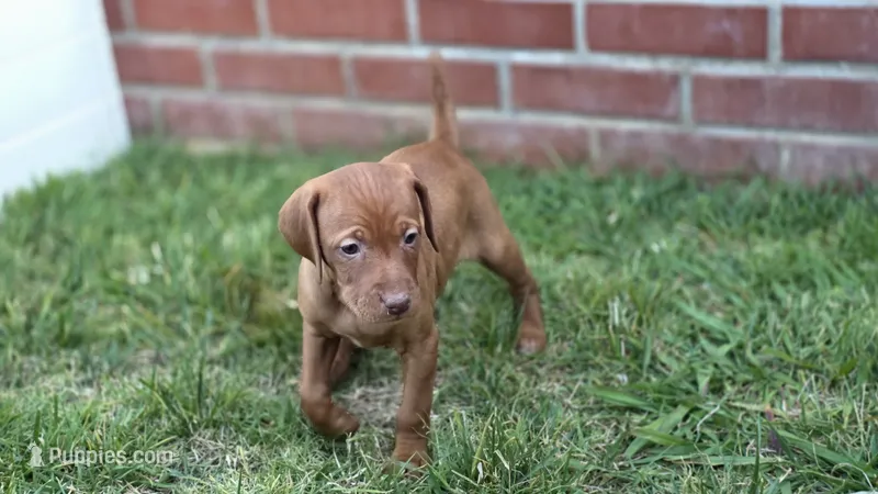 Mocha – Vizsla puppy for sale in Orangevale, CA