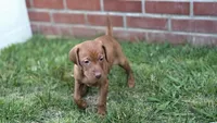 Mocha, a male Vizsla for sale in Orangevale, CA – 1 of 4