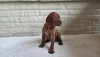 Female Vizla, a female Vizsla for sale in Orangevale, CA – 5 of 8