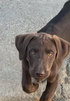 Brownie, a female Labrador Retriever for sale in Los Angeles, CA – 2 of 3