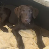 Coco, a female Labrador Retriever for sale in Los Angeles, CA – 2 of 3