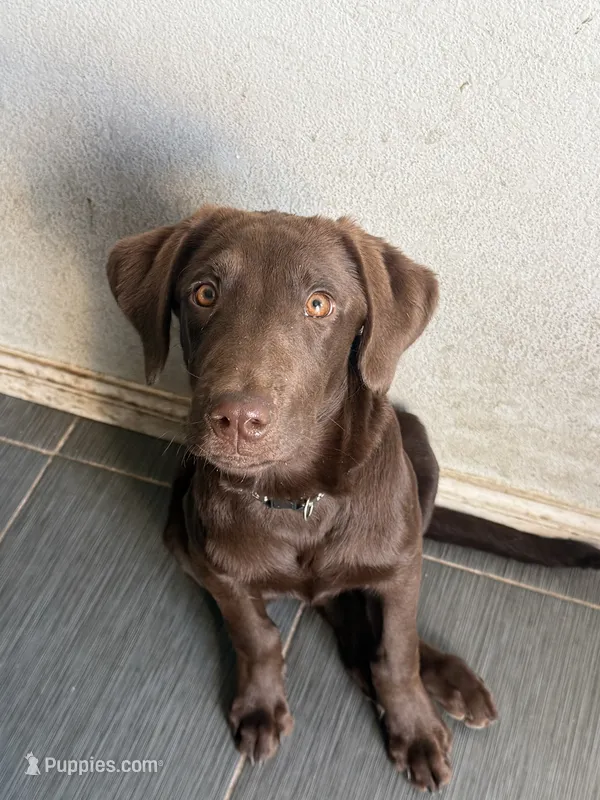 Brownie – Labrador Retriever puppy for sale in Los Angeles, CA