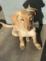 Goldie, a female Labrador Retriever for sale in Los Angeles, CA – 2 of 2
